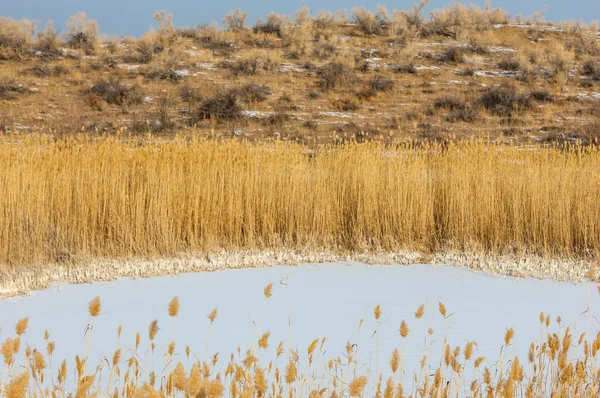 Donmuş gölde, bozkır sazlık. Nehrin Ili Kazakistan. Kapchagai Bakanas
