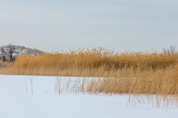 凍った湖 草原で葦 カザフスタンのイリ川 Kapchagai Bakanas — ストック写真