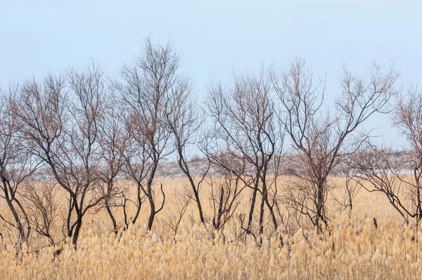 Vass Frusen Sjö Stäppen Floden Ili Kazakstan Kapchagai Bakanas — Stockfoto