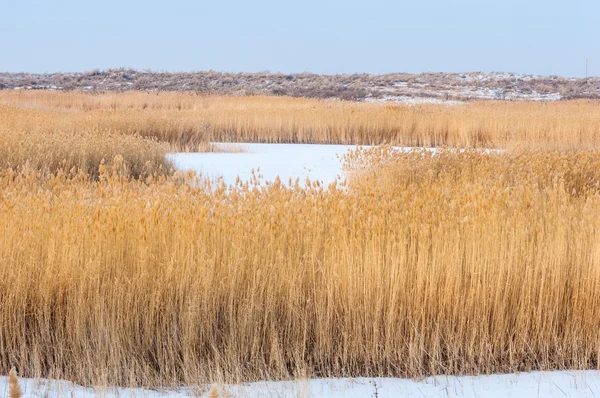 Schilf Einem Zugefrorenen See Der Steppe Der Fluss Ili Kasachstan — Stockfoto