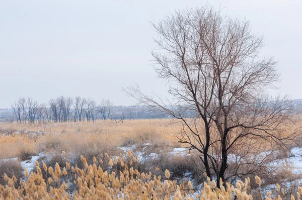 Schilf Einem Zugefrorenen See Der Steppe Der Fluss Ili Kasachstan — Stockfoto