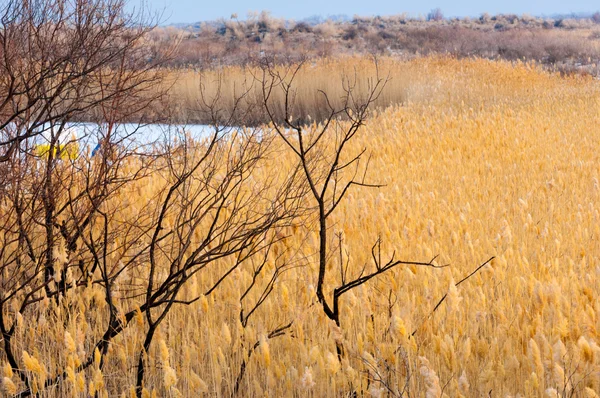 在结冰的湖面 草原上的芦苇 这条河伊犁哈萨克斯坦 Kapchagai Bakanas — 图库照片