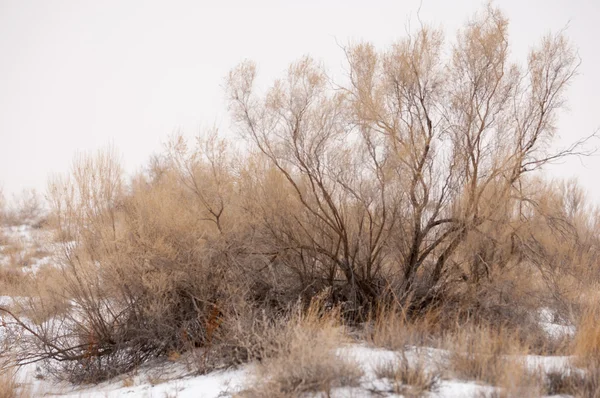 Steppenwinter Kasachstan Region Almaty Bakanas — Stockfoto