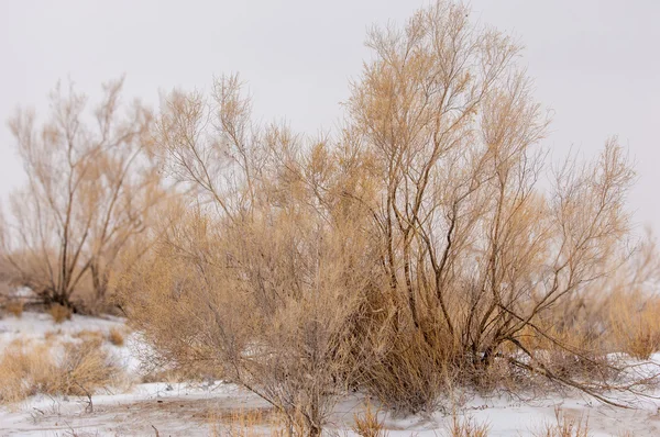 Estepas Invierno Kazajstán Región Almaty Bakanas — Foto de Stock