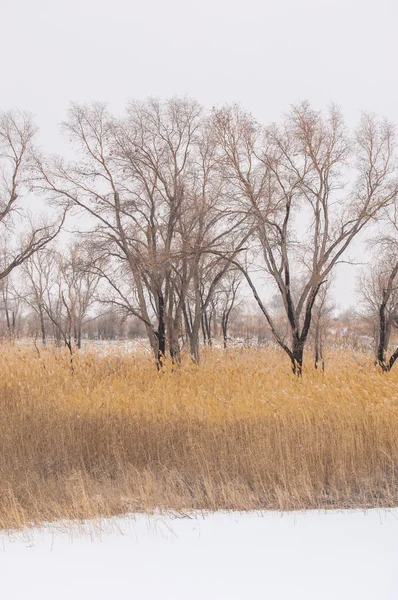 Inverno Estepes Cazaquistão Região Almaty Bakanas — Fotografia de Stock