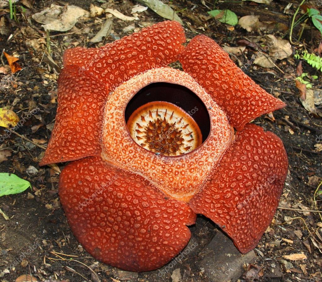 Dünyanın en büyük çiçeği Rafflesia Dünyanın en büyük çiçeği Rafflesia