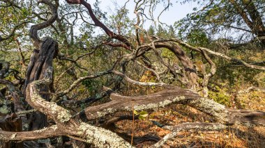 Yaşlı, kuru, buruşuk bir ağaç bulanık bir orman arka planına karşı, seçici bir odak