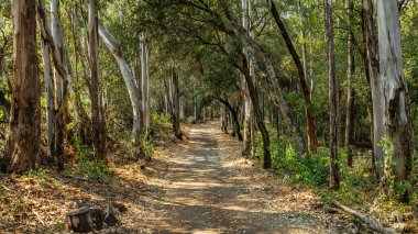 Yüksek okaliptüs ağaçları arasında kıvrılan orman patikalarının manzarası..