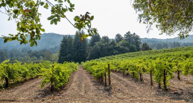 Jack Londons 'un Kaliforniya' daki çiftliği, üzüm bağları manzarası, yaz, güneş.