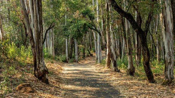 Una vista panorámica de senderos forestales serpenteando entre altos eucaliptos. — Foto de Stock