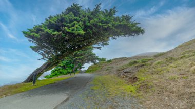 Güzel manzara, rüzgardan esip Point Reyes deniz fenerine giden sessiz esrarın kıyısındaki selvi ağaçları.