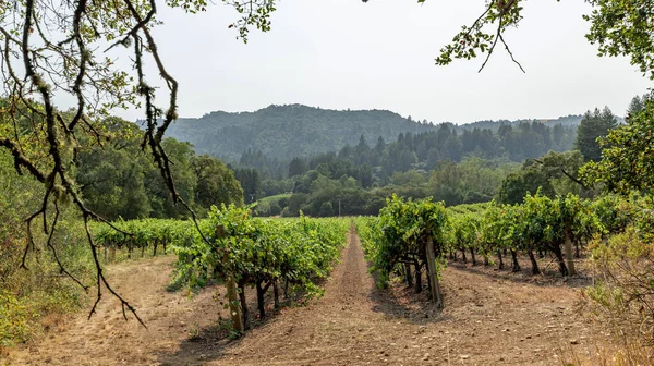 Fattoria Jack Londons in California, vista sui vigneti, estate, sole. — Foto Stock