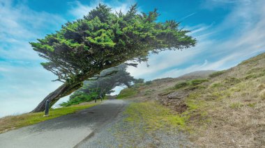 Güzel manzara, rüzgardan esip Point Reyes deniz fenerine giden sessiz esrarın kıyısındaki selvi ağaçları.