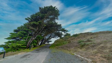 Güzel manzara, rüzgardan esip Point Reyes deniz fenerine giden sessiz esrarın kıyısındaki selvi ağaçları.