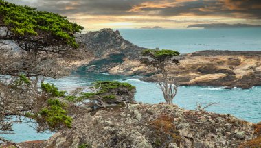 Kaliforniya 'nın merkez kıyısındaki Point Lobos Eyalet Parkı' ndaki Cypress Grove yolunda kayalık bir noktadaki selvi ağacı görülüyor..