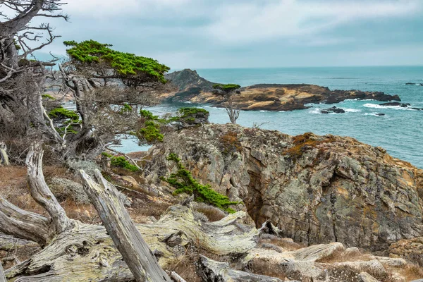 Cypress träd på en stenig punkt sett från Cypress grove spår i Point Lobos State Park på centrala kusten i Kalifornien. — Stockfoto