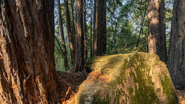 Sequoias crescem na floresta, paisagem de árvores — Fotografia de Stock