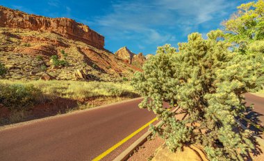 Utah, ABD 'deki Zion Ulusal Parkı' nda bir yol boyunca Cholla kaktüsü..