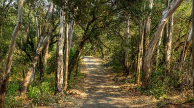 Yüksek okaliptüs ağaçları arasında kıvrılan orman patikalarının manzarası..