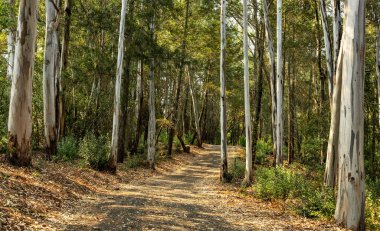 Yüksek okaliptüs ağaçları arasında kıvrılan orman patikalarının manzarası..