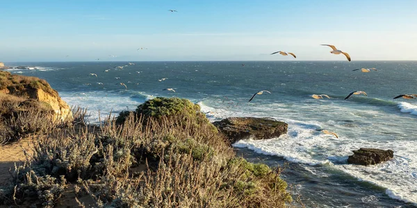 太平洋岸の美しい景色 海の岩 サンタクルーズ ダベンポートを飛ぶ鳥は カリフォルニアで最も美しいビーチのいくつかを持っています — ストック写真