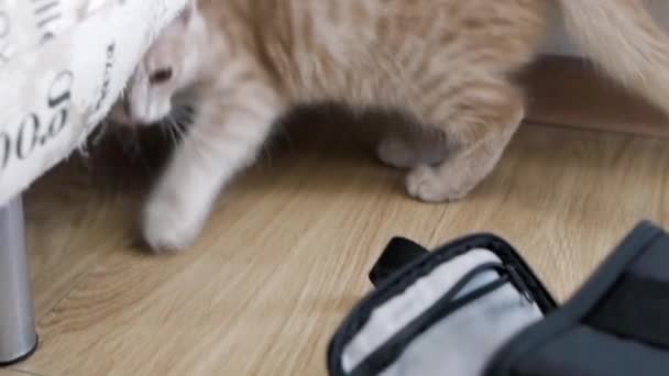 27,932 Funny cat Videos, Royalty-free Stock Funny cat Footage | Depositphotos 27,932 Funny cat Videos, Royalty-free Stock Funny cat Footage | Depositphotos
