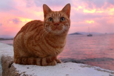 Yeşil gözlü ve ilginç bakışlı kedi, kedi portresi.,