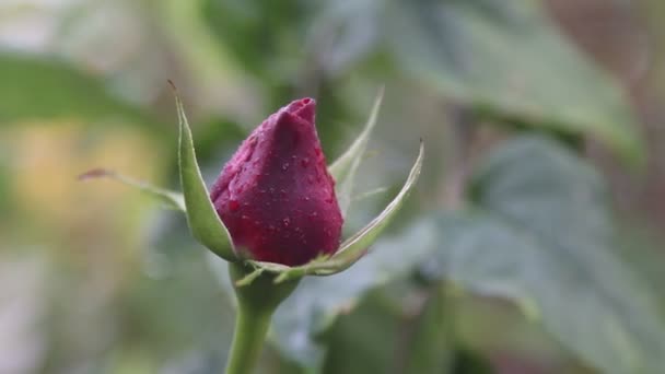 Rose Rouge Sur Une Branche Gros Plan — Video