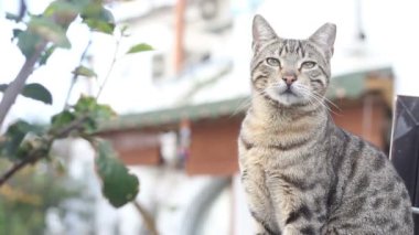 Bahçedeki kedi
