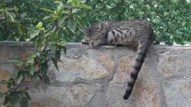 Kedi uykudan uyanıyor.