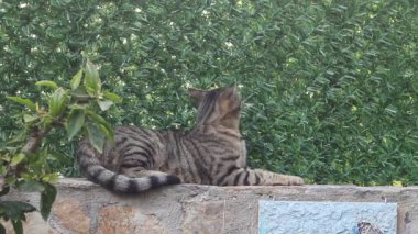 Kedi diğer kedinin üzerinden atlıyor..
