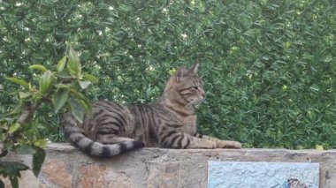 Kedi uyanıyor ve esniyor..