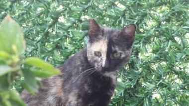 Bahçedeki kedi. Kediyi kapat.. 