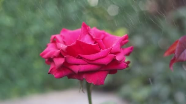 Червона Троянда Краплями Дощу — стокове відео