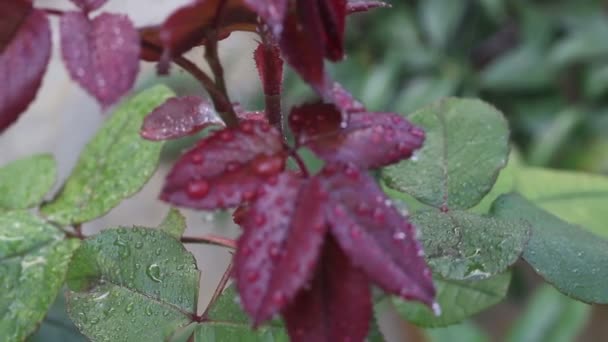 Gotas Chuva Flores Rosa Folhas Desfocadas — Vídeo de Stock