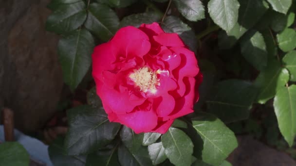 Bunga Merah Muda Taman — Stok Video