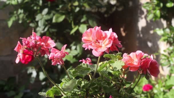 Flores Cor Rosa Jardim — Vídeo de Stock