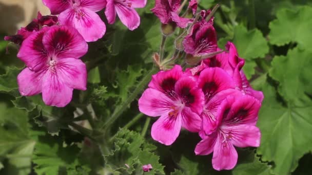 Flores Cor Rosa Jardim — Vídeo de Stock
