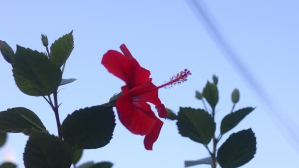 Piękny Hibiskus Kwiat Zbliżenie Zieleni — Wideo stockowe