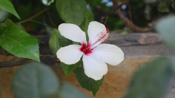 Beautiful Hibiskus Flower Closeup Greenery — Stock Video