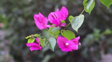 Bougainvillea çiçek açar, yaprak dokusu oluşur. Pembe menekşe arkaplan