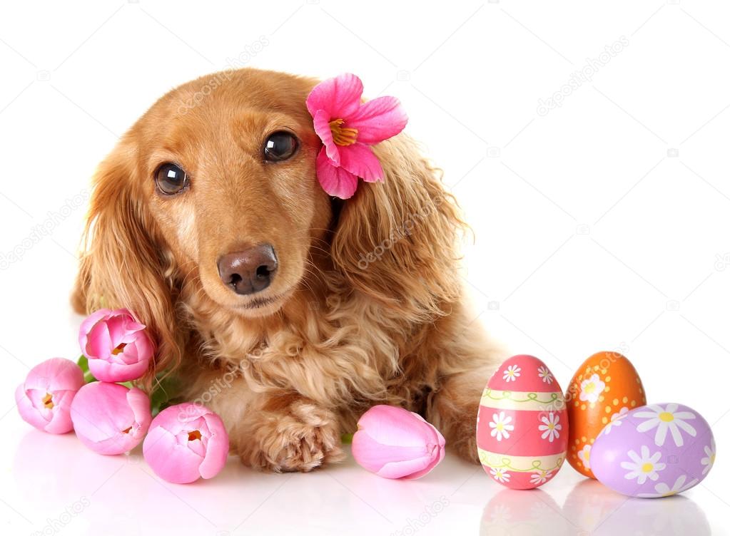 Easter dachshund puppy