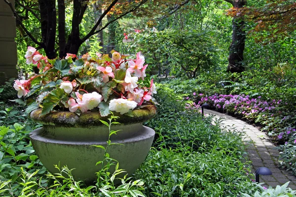 Begonia plantador em belo jardim — Fotografia de Stock