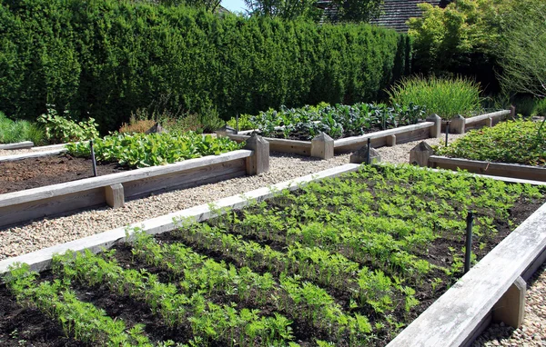 Vegetabiliska trädgård lådor — Stockfoto
