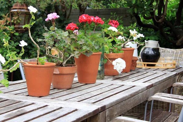 Geraniums in containers on a wooden table — Stock Photo, Image