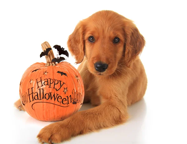 Halloween štěně — Stock fotografie