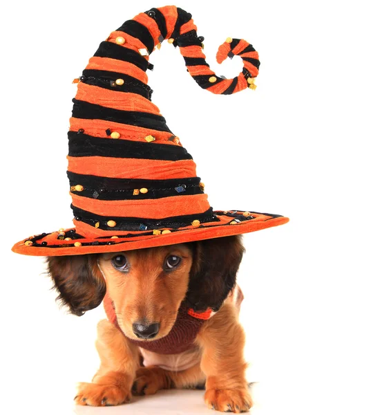 Cachorro halloween — Fotografia de Stock