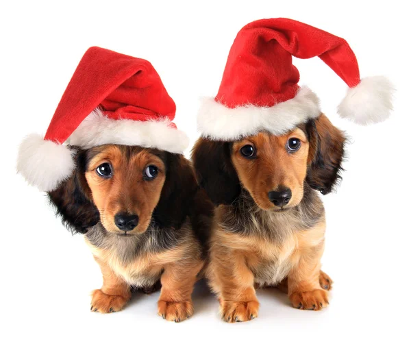 Christmas puppies — Stock Photo, Image