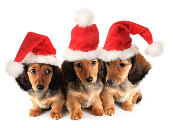 Christmas puppy 's — Stockfoto