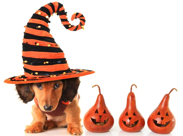Halloween štěně — Stock fotografie